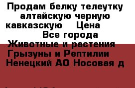 Продам белку телеутку алтайскую,черную кавказскую. › Цена ­ 5 000 - Все города Животные и растения » Грызуны и Рептилии   . Ненецкий АО,Носовая д.